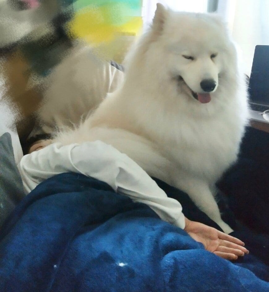 出所：@samoedsoran