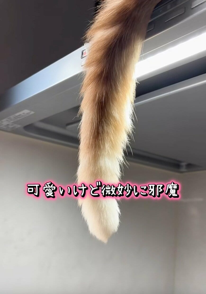 「すごく良い位置w」ご飯を作ろうとすると→“絶妙に邪魔な猫”に思わず爆笑！