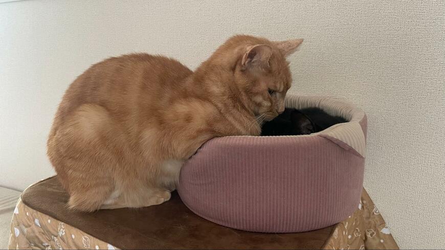 「ちょっと狭い」ベッドの前で猫ちゃんがお願い　「もう1つ必要」の声