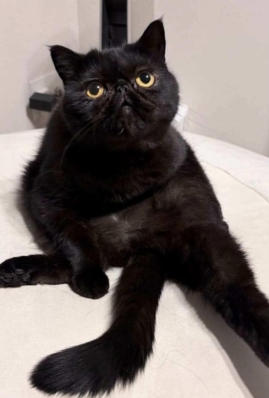 出所：@kotetsu_0420