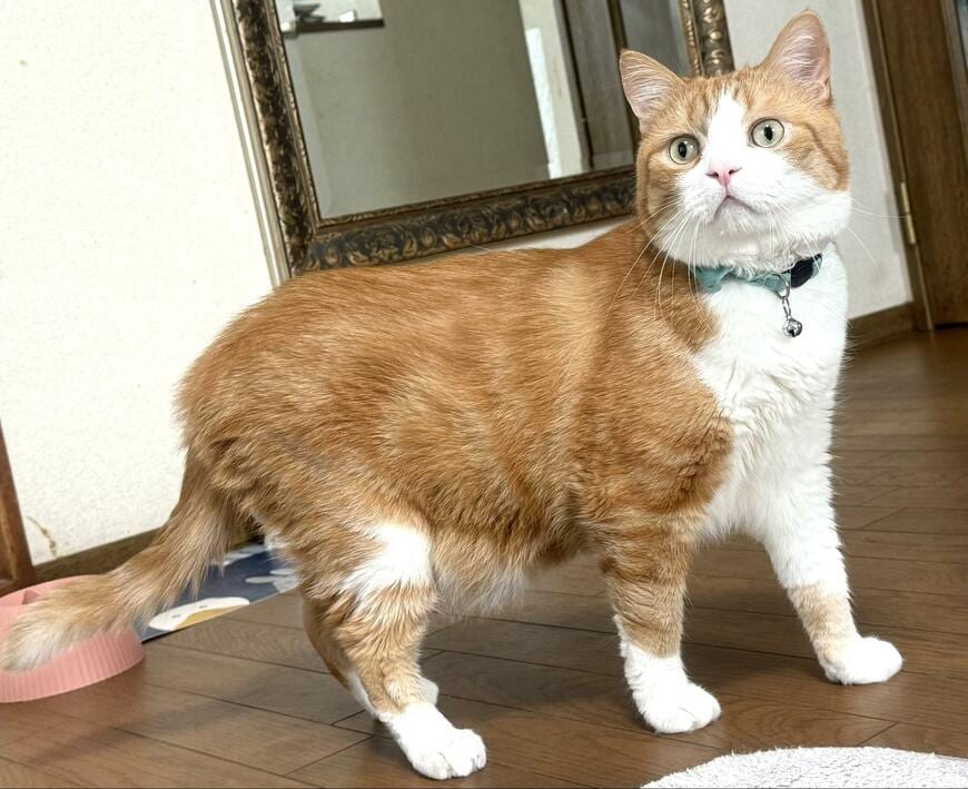 出所：@Beercat_Ana_Dar