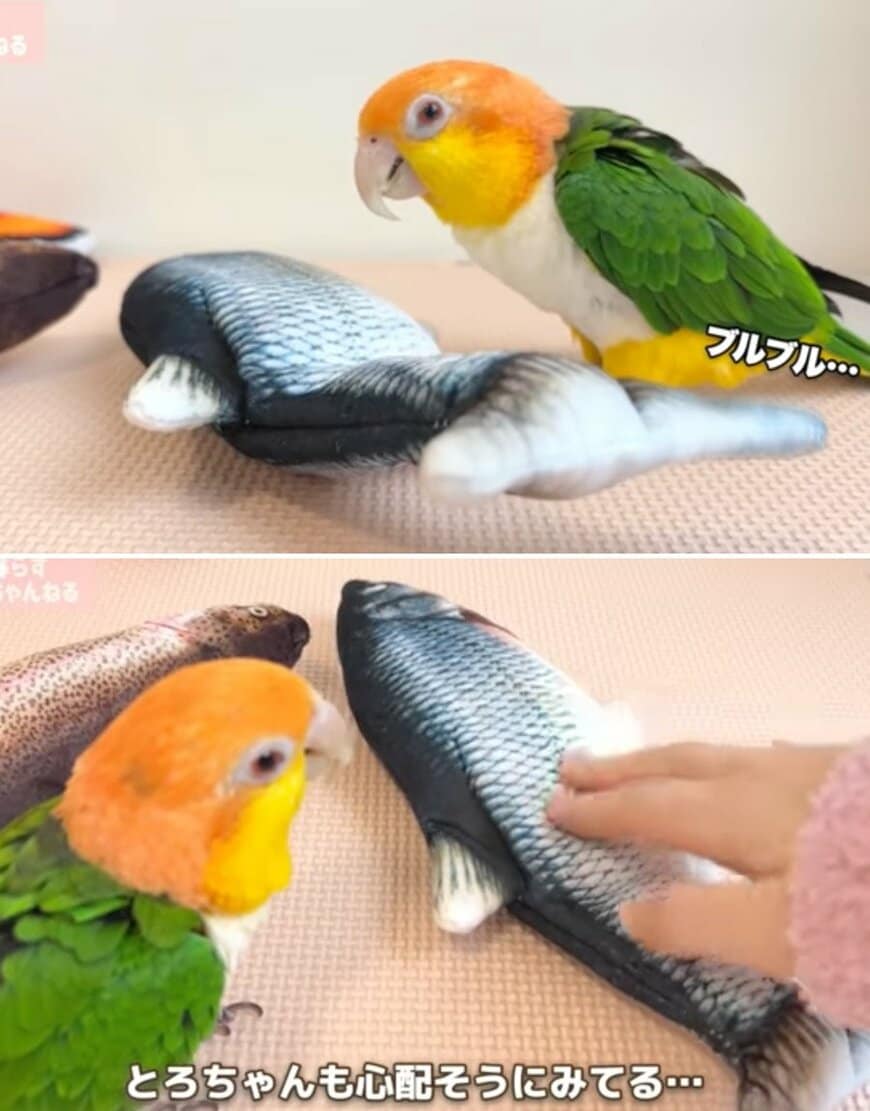 出所：@anz_omomiri