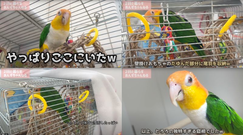 出所：@anz_omomiri