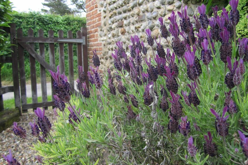 SADLERC1/Shutterstock.com