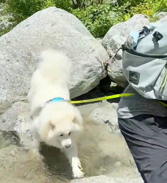 出所：@samoedsoran