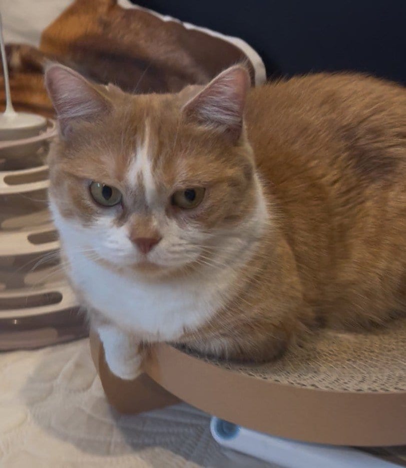 【猫は見た】飼い主をロックオン！ドアの隙間からひっそり様子をうかがうマンチカンに悶絶！