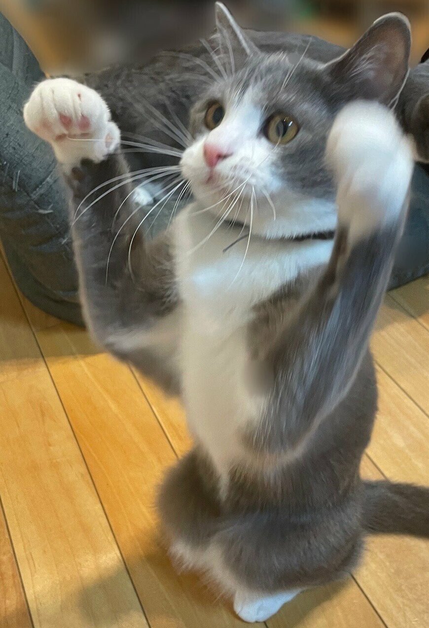 出所：@neko_wagaya