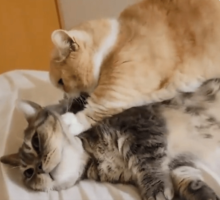 出所：@nekotansoku