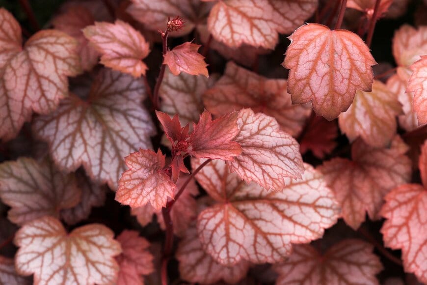 MaCross-Photography/shutterstock.com