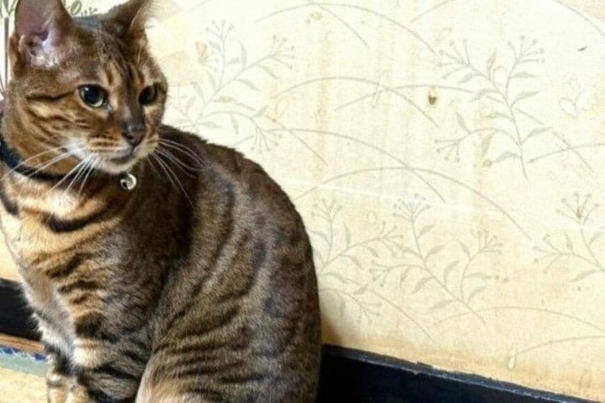 普段は気品あふれる美猫→「クセが強すぎる水の飲み方」に思わず笑ってしまう