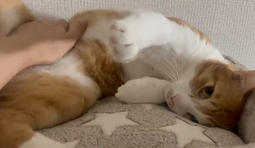 出所：@Neko2Obasan