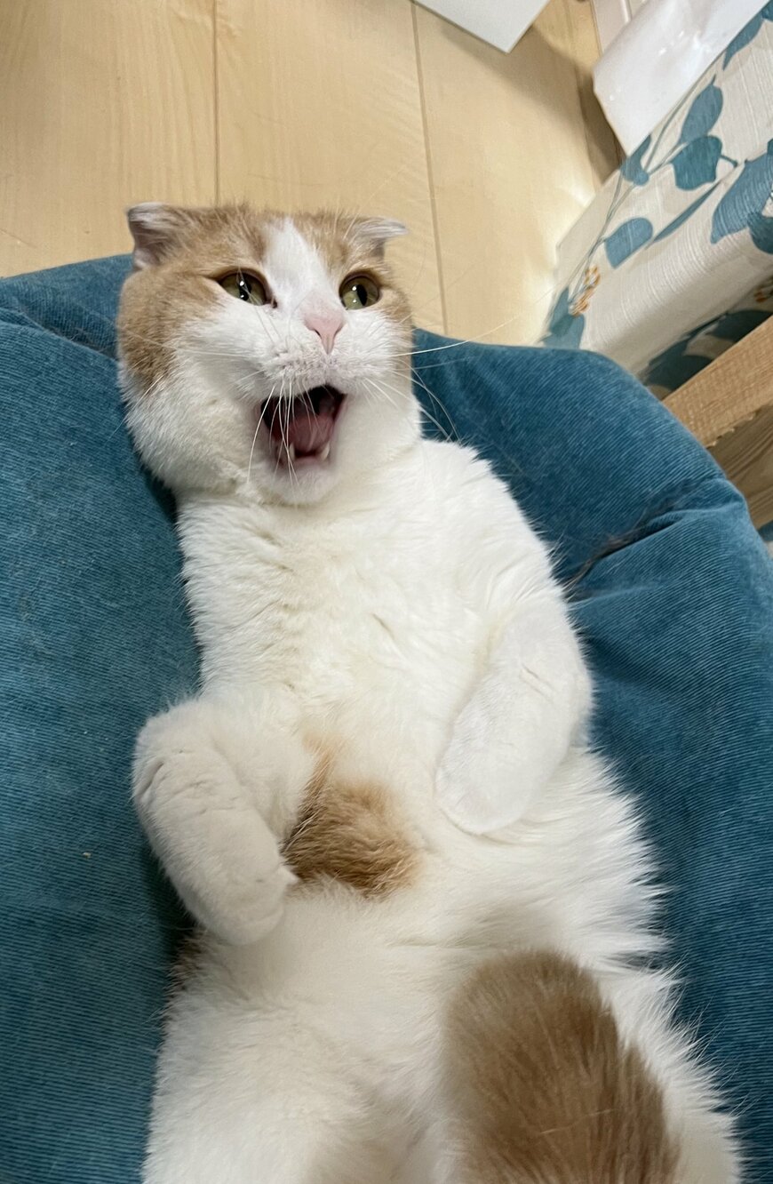 出所：@torotolo106106