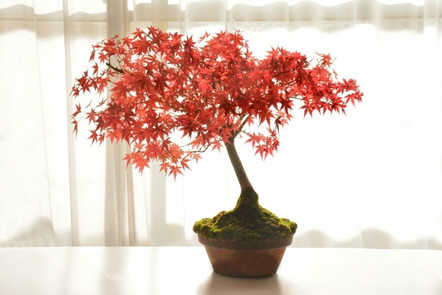 カエデの盆栽
