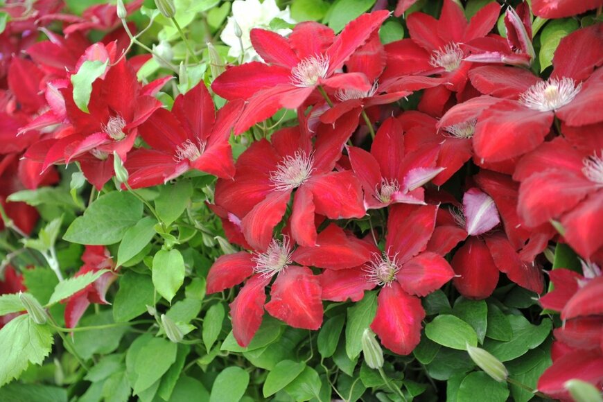 真っ赤な花を咲かせている、レベッカ