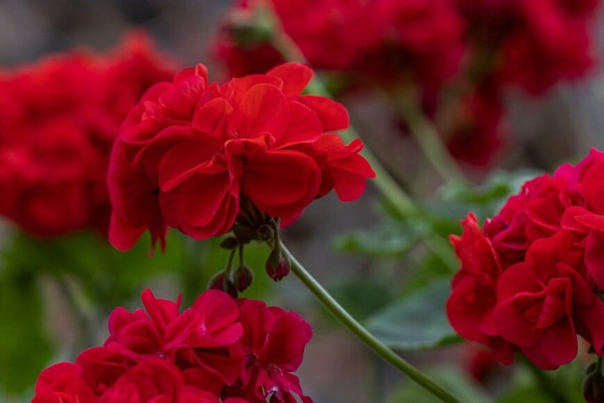 ゼラニウムの花。色は濃い赤。
