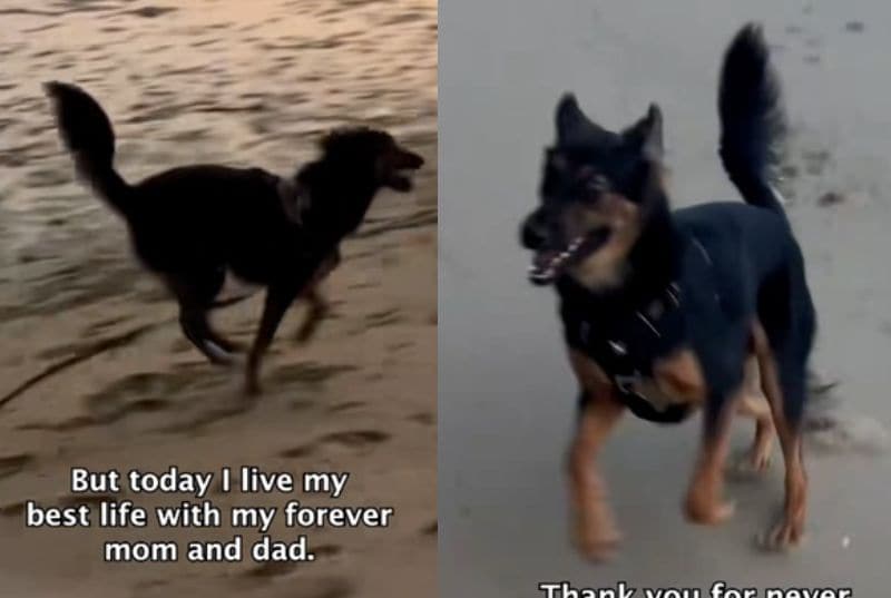 出所：<u><a href="https://www.tiktok.com/@happydoggoniall/video/7658900638495018260" target="_blank">＠happydoggoniall</a></u>