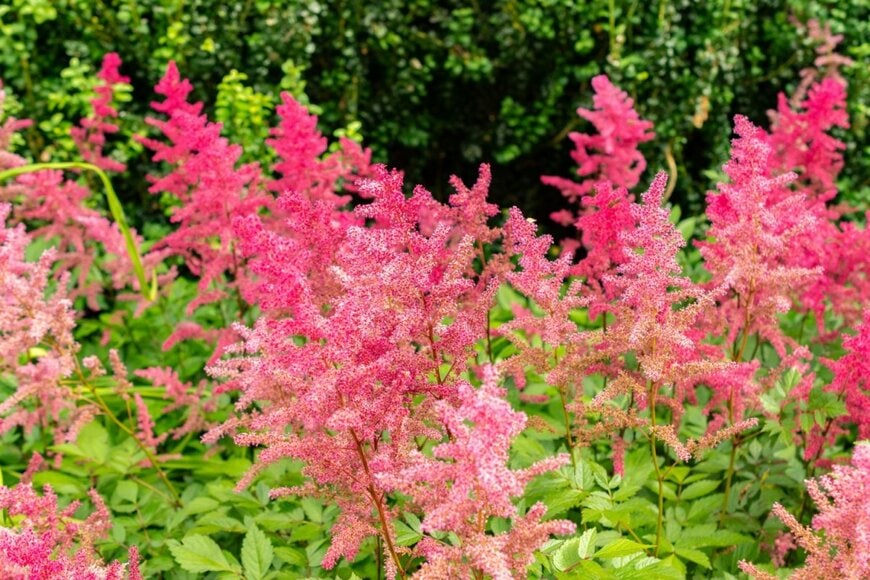 ピンクの花を咲かせている、アスチルベ