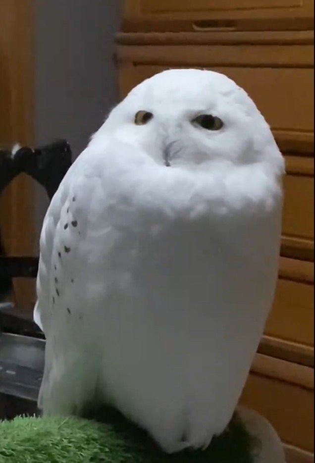 リラックスするシロフクロウ