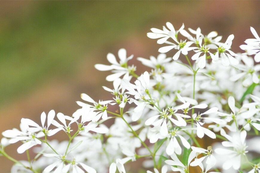ユーフォルビアダイヤモンドフロストの花、色は白。細長い花弁。