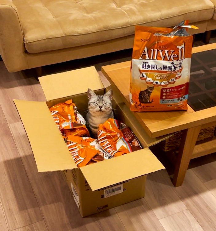 段ボールの中のご飯と笑顔の猫