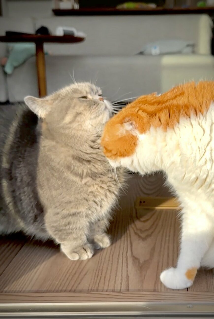 おねだりする猫