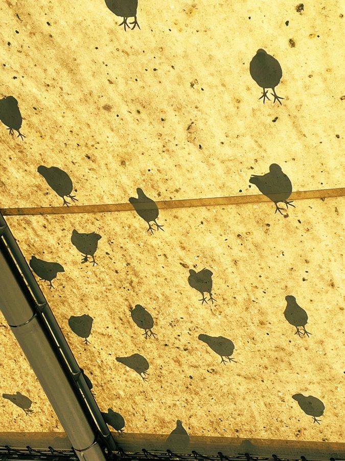 テントの屋根を撮影した1枚