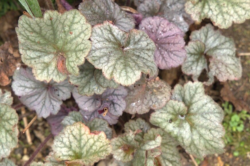 シルバーグリーンやワインレッドの葉を広げている、ヒューケラ