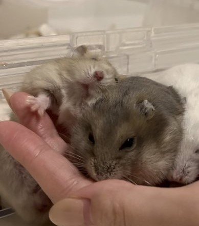 ハムスターが渋滞