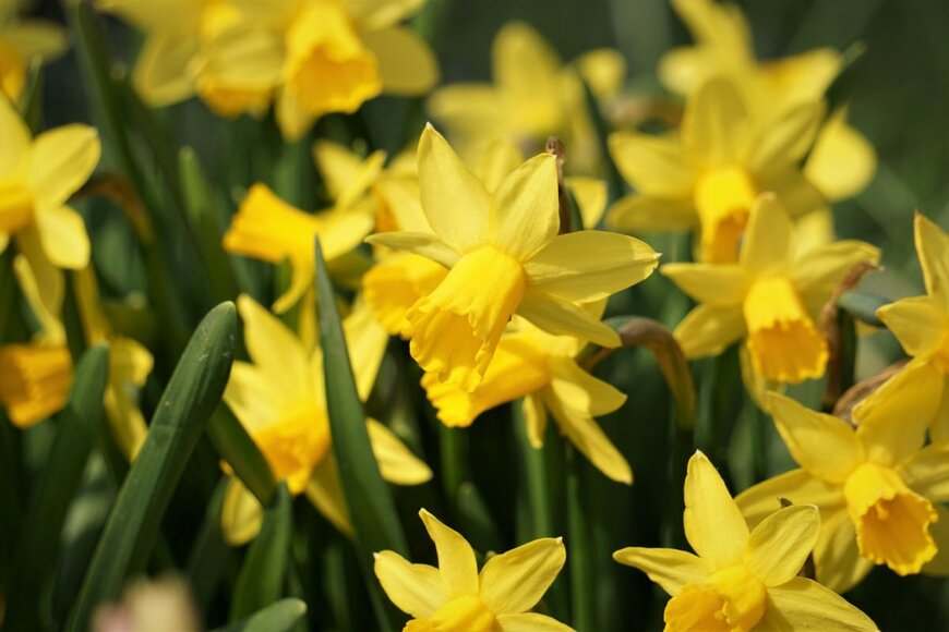 黄色い花のスイセンが満開