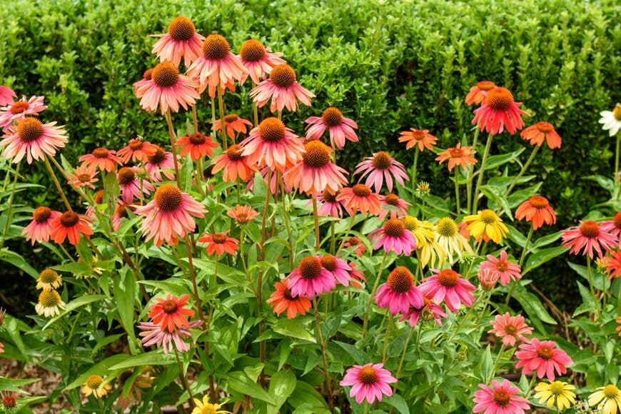 オレンジ、ピンク、黄色などの花を咲かせている、エキナセア