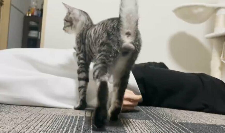 猫の前で倒れる飼い主