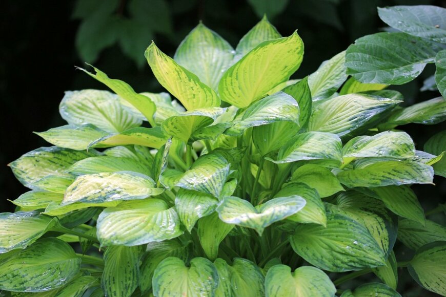 黄色と緑色の模様が美しい葉を広げている、ギボウシ