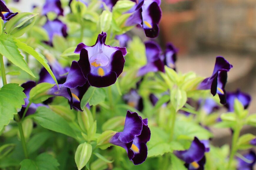 紫色の花を咲かせている、トレニア