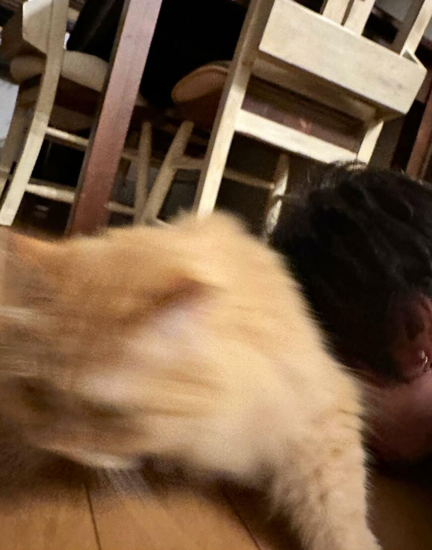逃げる猫