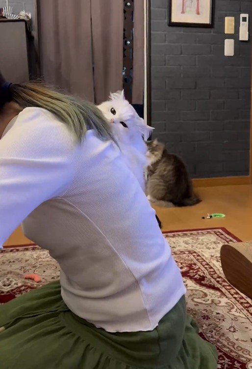 ママと猫