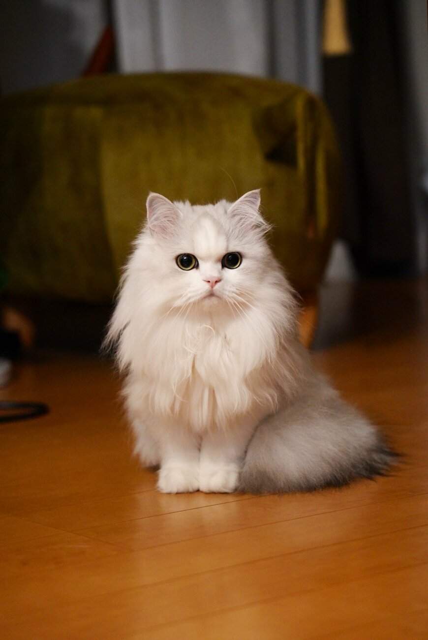 キリッとした猫