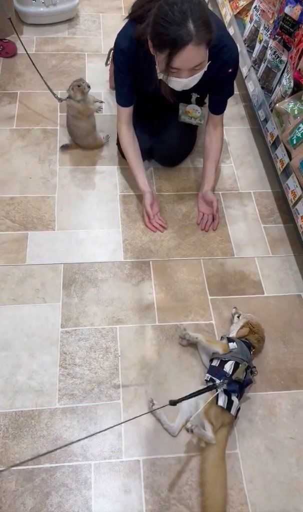 店員さんとフェネック