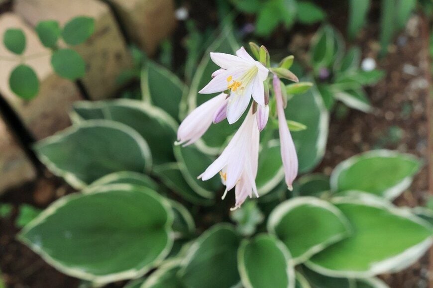 白い花を咲かせている、ギボウシ。葉の縁は白い斑入り