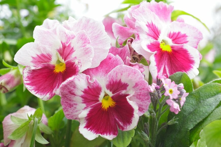 ピンクと白の複色花を咲かせている、パンジー