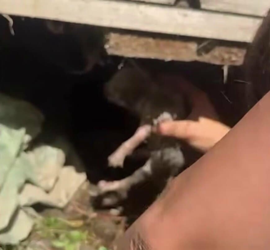 ぬかるみの中で見つかった子犬