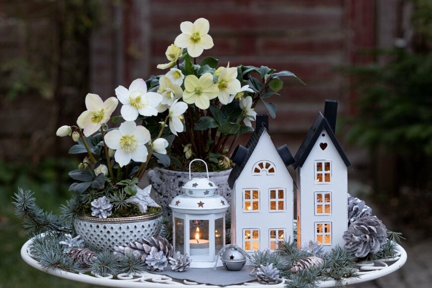 鉢植えの白いクリスマスローズと冬の装飾