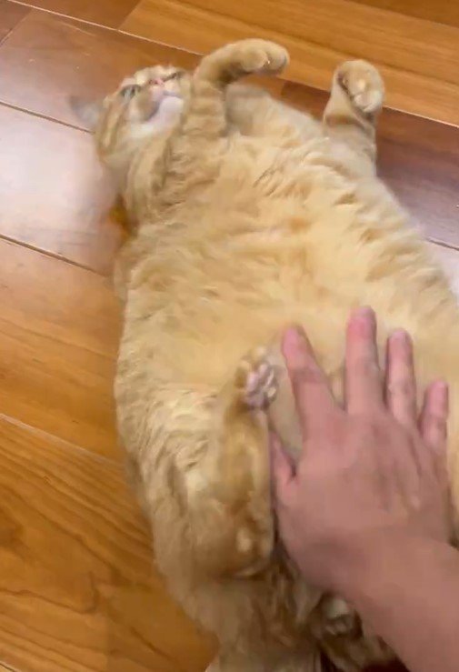 もふもふして欲しい猫