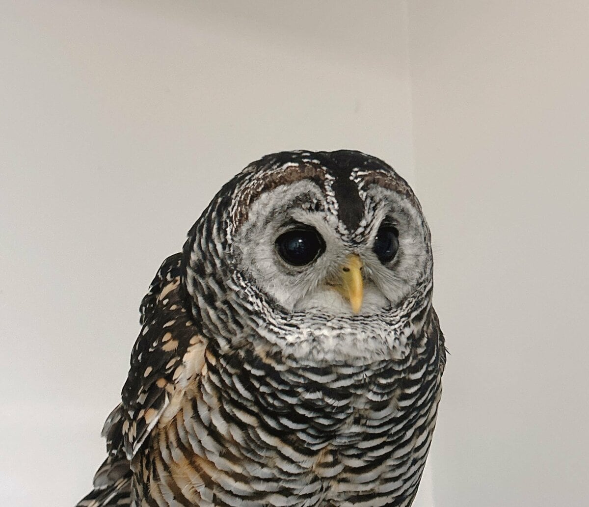 今日はどこに出没？】お気に入りスポットがたくさんあるフクロウさん