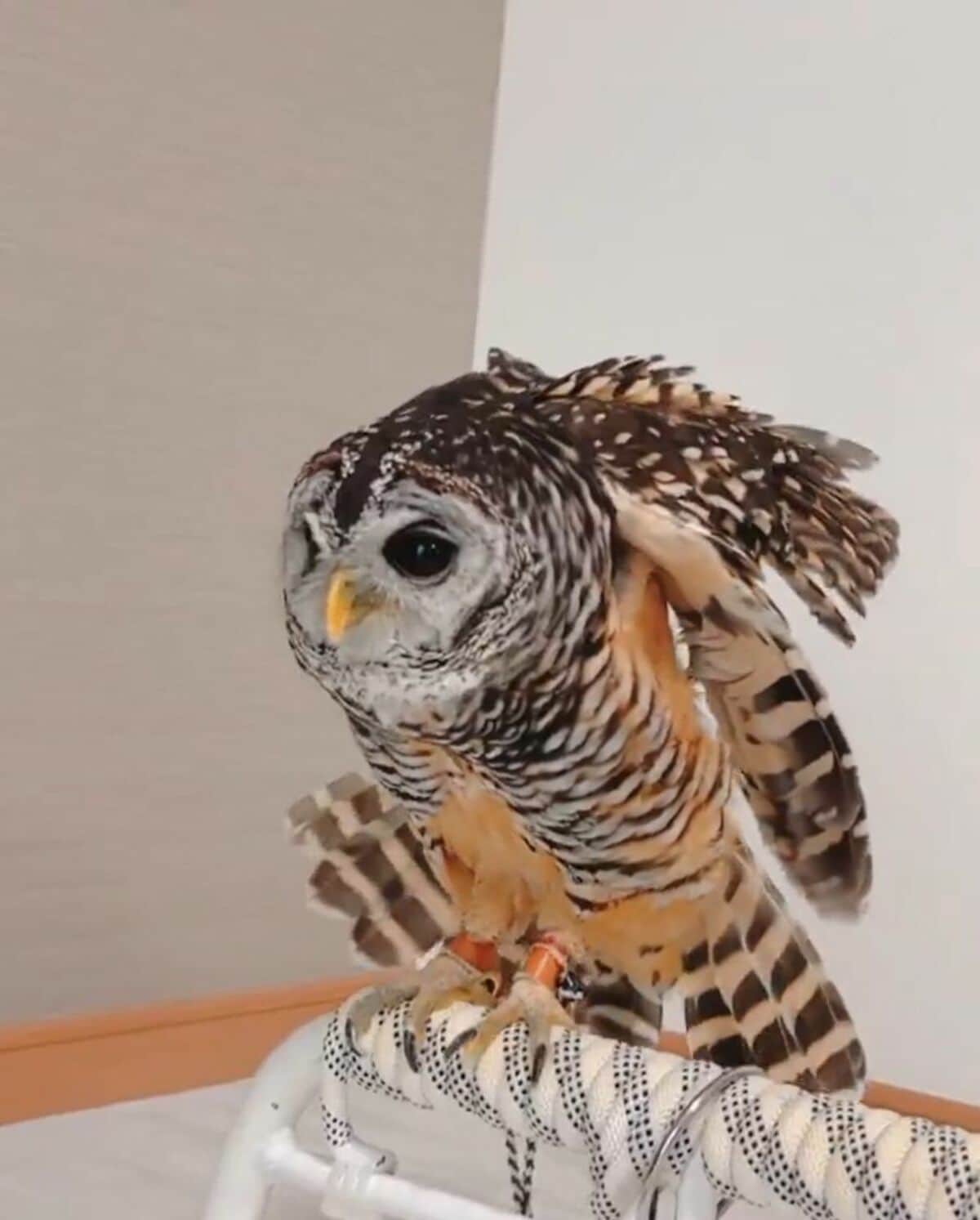 伸びをするフクロウ】羽を持ち上げる姿に癒される！「羽がきれい」と美