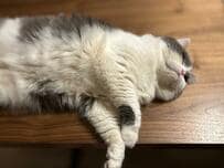 【どこいった？】隠し方がパーフェクトな猫　思わず探したくなるマスター級の隠し技に脱帽！