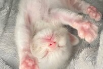 捨て猫と値下げと書かれた猫…ふたりを迎え、振り返る過去に反響