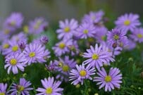 厚生年金＋基礎年金「月額15万円（年額180万円）」のラインに届く人は何パーセント？《いまどきシニアの平均受給額》一覧リスト形式で見る