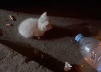 ドラッグストア前の路上で見つかった白猫...2年後、光を失っても健気に生きる姿に涙が止まらない（海外動物レスキュー）