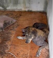 飼い主に置き去りにされても「ひたすら待ち続けた犬」　新しい家族の元で元気に暮らす姿に感動