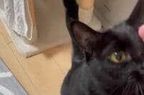 飼い主に「強制ナデナデ」をさせる猫がかわいすぎる…　自ら撫でられに行く様子に思わず悶絶